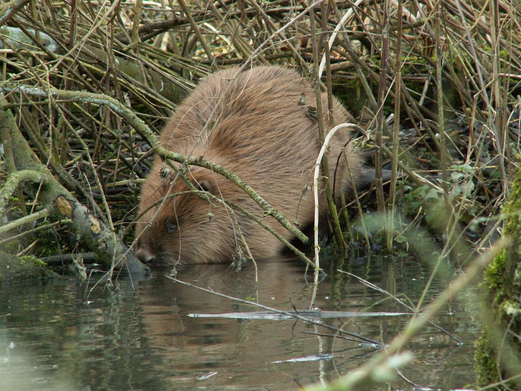 De Brabantse Biesbosch Hotel Werkendam Luaran gambar